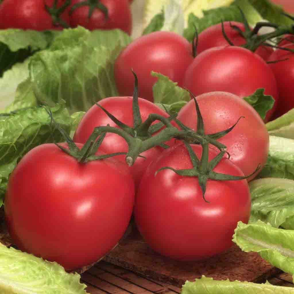 Hybrid Early Girl Tomato Seeds from Ferry Morse Home Gardening, freshly harvested sitting on a picnic table.